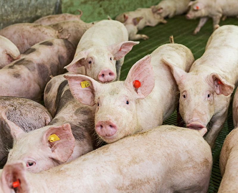 pink-pigs-on-the-farm-swine-at-the-farm-meat-industry-pig-farming-to-meet-the-growing-demand-for-meat